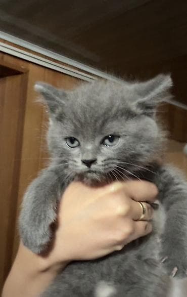 Животные: Ищем любящих родителей для Британских котят🥹❤️ Им 1,5 месяца уже — 1