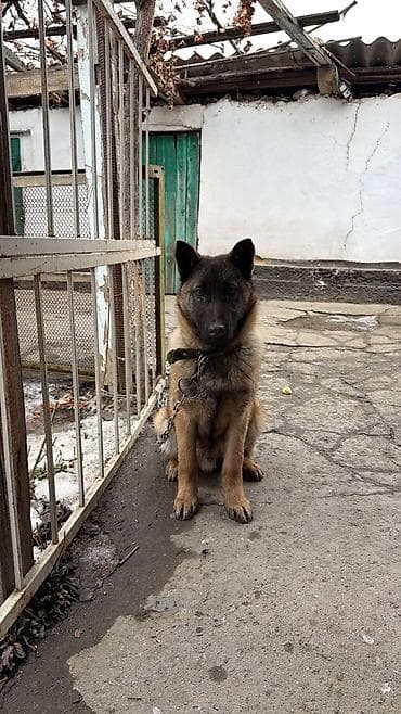 легорн куры: Бельгийская овчарка чистый, привывка имеется и паспорт есть его — 3