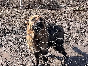 итер: Продается чистая овчарка и алабай 
цена договорная — 5