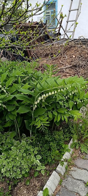 диффенбахия купить: Продаю сыть много цена 50с.за объем среднего цветочного горшка — 2