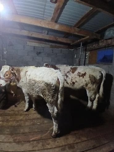 телята голштин: Продаю | Тёлка | Полукровка | На откорм | Привязанные — 1