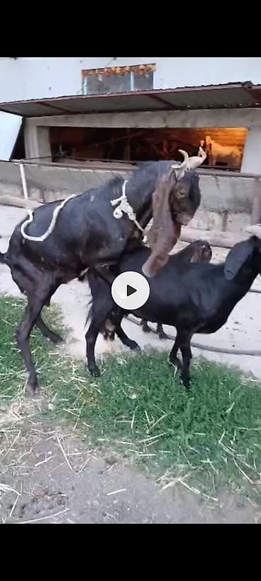 козел: Продаю | Козлёнок | Нубийская | Для разведения | Племенные — 3