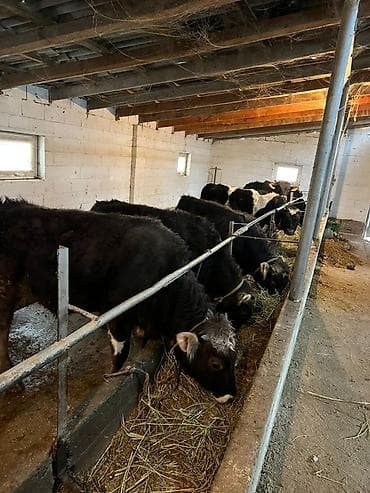 Продаю | Бык (самец) at lalafo.kg Продаю | Бык (самец)