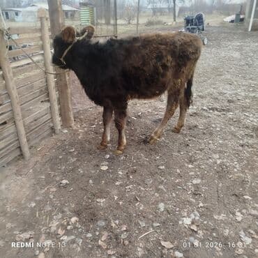 кел кел: Сатам | Бука (эркек) | Аргын | Бордоп семиртүү үчүн | Байланган — 7