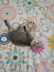 отдам даром вислоухого котенка: 3 айлык, Ургаачы, Курттардан тазаланган — 3