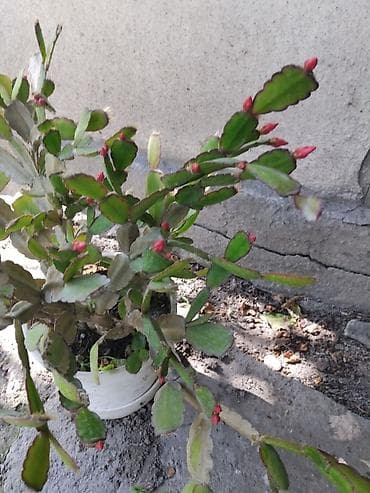 Комнатные растения: Декабрист (Schlumbergera) в горшке - Крупное взрослое растение с — 2