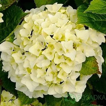 солнце защитник: Гортензия
(многолетние) — 2