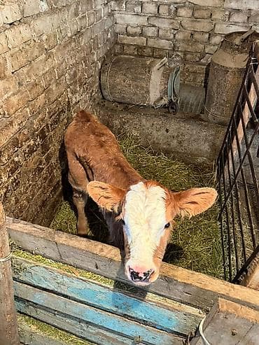 объявления о животных: Продаю | Тёлка | Симментальская | На откорм — 4