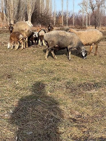 ягненок гисар: Продаю | Овца (самка) | Для разведения | Матка — 6