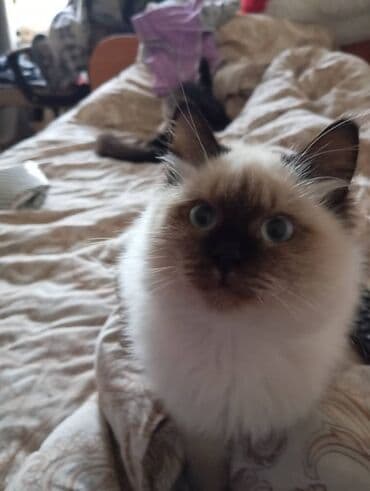 рэгдолл купить: Котята домашние, пушистые и ласковые. - Окрас: колор-пойнт (светлый — 7