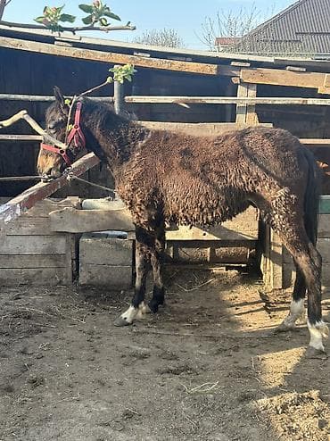 куплю тай: Продаю | Кобыла (самка) | На забой, Для разведения — 4