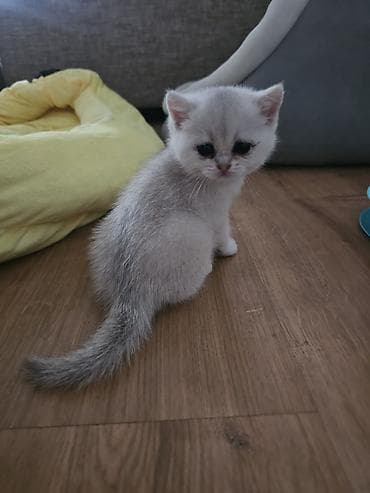 белый котенок: Котята скотиш страйт 1 месяц все девочки - Окрас: два светлых — 7