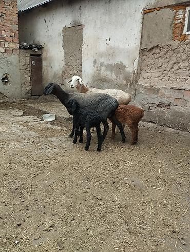 ловля собак: Продаю | Овца (самка), Ягненок — 5
