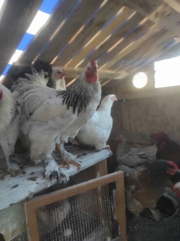 кой кыркыч: Продаю Куриц и петухов породы "Брама" Яйценоские и на мясо. Отличные — 2