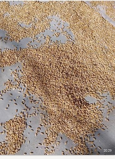 силос корм: Ячмень семейной. Сорт,толбот''Канадский — 2