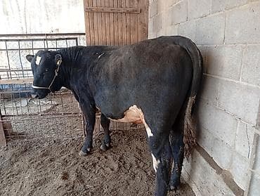 ветврач кара балта: Сатам | Бука (эркек) | Абердин-ангус — 8