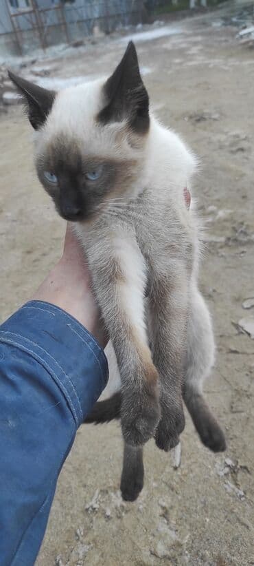 Сиамская кошка с яркими голубыми глазами и классическим колор-пойнт