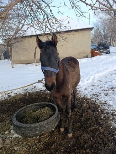 купить охотничью собаку: Продаю | Жеребенок | Для разведения — 5
