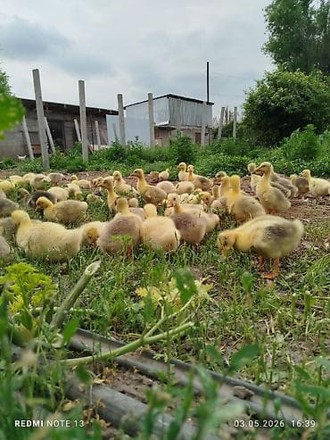 Айыл-чарба жаныбарлары: В продаже гуси, породы : мамуты скрещенные с кубанскими серыми — 2