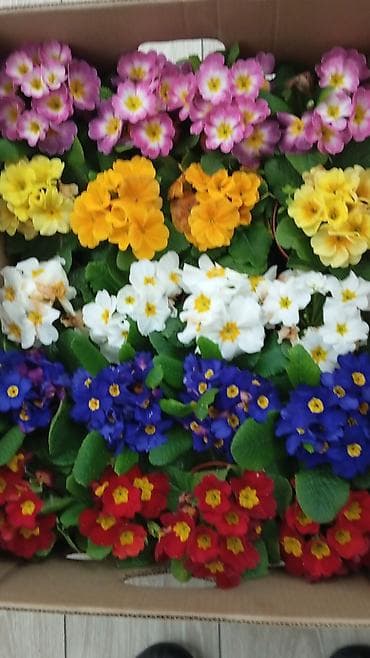 домашние цветочки: Комнатные растения и цветущие горшечные цветы - Большой ассортимент — 8