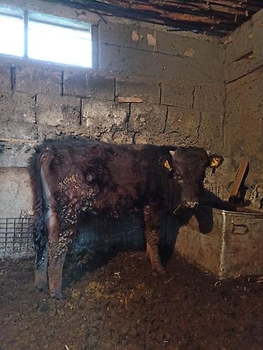 грызуны домашние: Продаю | Музоо, торпок | На откорм | Привязанные — 4