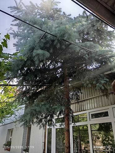 Ель голубая (Picea pungens ‘Glauca’) для озеленения участка. -