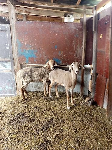 козий сыр: Продаю | Овца (самка) | Арашан | Для разведения | Ярка — 1