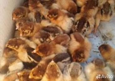 сколько стоят перепёлки: Продаю | Цыплята | Кучинская | Несушки — 1