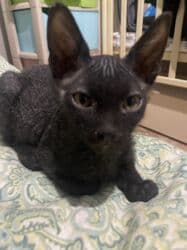 Грызуны: Сфинкс, 3 месяца, Мальчик, Метис, Приучена к лотку, Проглистована — 1