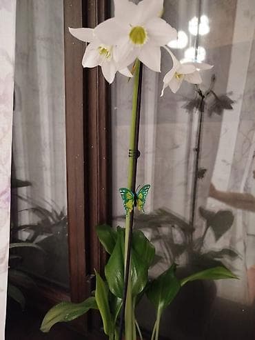 калла: Комнатные растения и укоренённые детки - Крупное тропическое растение — 4