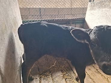 продаю коров: Продаю | Корова (самка) | Для молока | Привязанные — 7