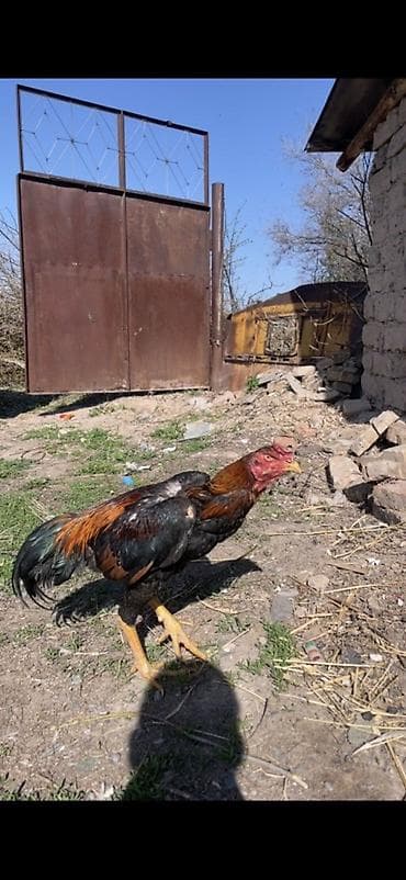 индийский бегунок купить: Продаю | Петух | Бойцовая | Для разведения — 2