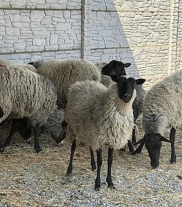 голуби голубей птицы: Продаю | Ягненок | Гиссарская, Долан, Арашан | Для разведения | Племенные, Осеменитель, Ярка — 1