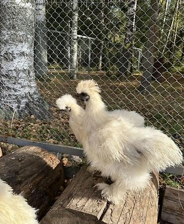 дакан цыплят: Продам кур порода - китайская шелковая. Данная порода характеризуется — 3