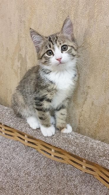 животные кошки: 2 месяца, Мальчик, Приучена к лотку, Проглистована — 3