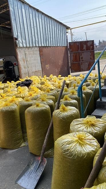 А/ч жаныбарлары үчүн тоюттар: Силос с кукурузой мелкого дробление в мешках Уплотнённых прочных — 1