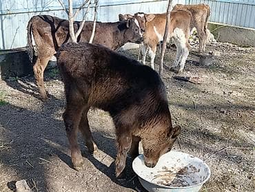 брама чорный: Продаю | Бык (самец) | Алатауская | Для разведения | Искусственник — 9