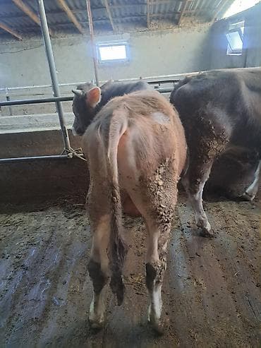 откорм база: Продаю | Бык (самец) | Швицкая | На откорм — 5