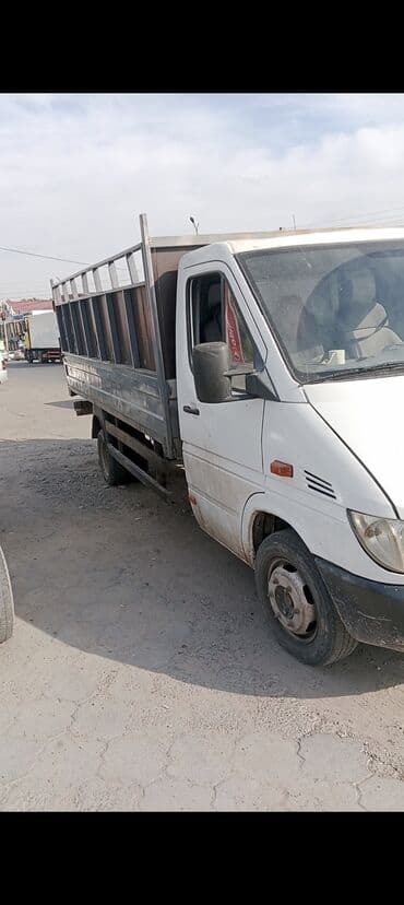 Собаки: Продаю | Коза (самка) — 2