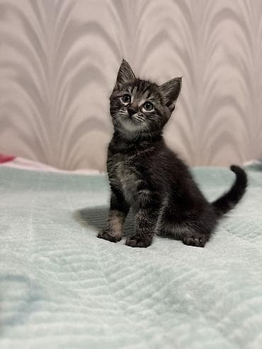 Отдадим котят в добрые руки, в семью без маленьких детей 🤍 2 месяца at lalafo.kg Отдадим котят в добрые руки, в семью без маленьких детей 🤍 2 месяца