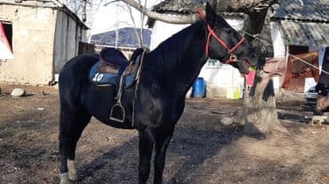 купить щенка породы хмонг: Продаю | Конь (самец) | Конный спорт — 6