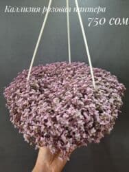 живые растения в аквариум купить: Комнатные растения, цветы (молодые растения, взрослые экземпляры). Не — 2