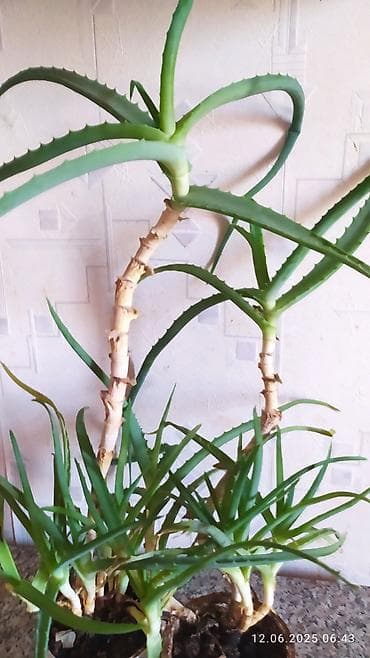 алоэ форевер бишкек: Продаю Алоэ 2 штуки,5 лет — 4