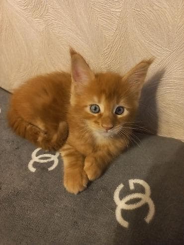 Кошки: 🐾🐈Предлагаются к ранней брони очаровательные котята мейн-кун — 7