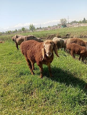 Продаю | Баран (самец) | Арашан | Для разведения at lalafo.kg Продаю | Баран (самец) | Арашан | Для разведения