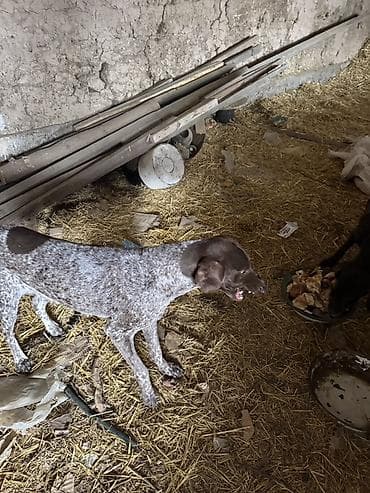 Кошки: Немецкая курцхаар (короткошёрстная легавая) — взрослые собаки с — 3