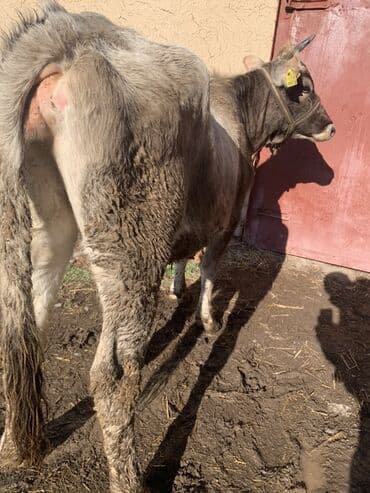 корова обмен: Продаю | Тёлка | На откорм | Отела не было — 3