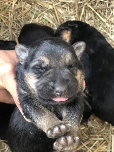 щенок алабая 2 месяца: Овчарка, 2 месяца, Самец — 5