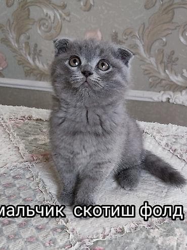 шотландские кошки цена: Продаются чистокровные котята шотландцы: скотиш фолды и скотиш — 1