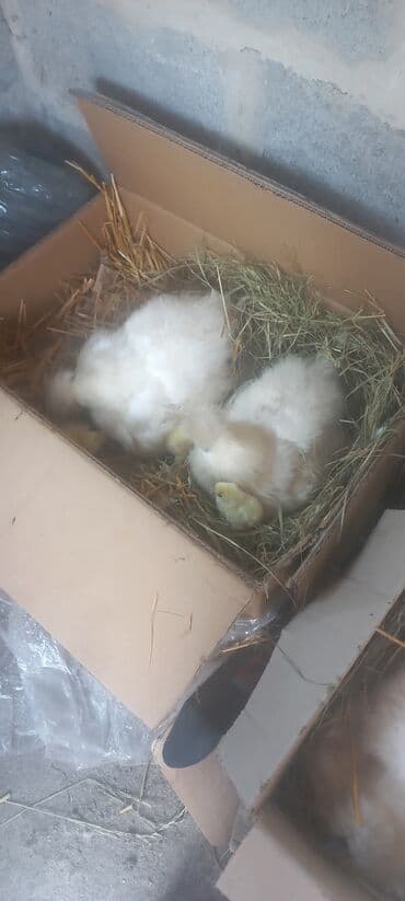 купить карликовых курей: Продаю | Петух, Куры — 9